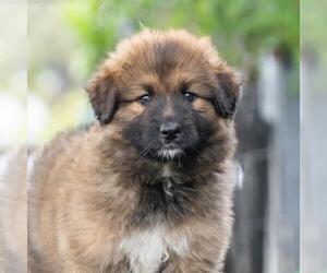 Bernese Mountain Dog-Unknown Mix Dogs for adoption in San Diego, CA, USA