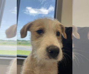 Mutt Dogs for adoption in NYC, NY, USA
