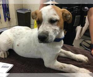 Australian Cattle Dog-Unknown Mix Dogs for adoption in Riverside, CA, USA