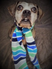 Boston Terrier-Unknown Mix Dogs for adoption in Virginia Beach, VA, USA