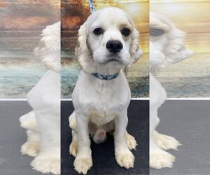 Cocker Spaniel Dogs for adoption in Westminster, MD, USA