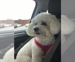 Bichon Frise Dogs for adoption in Bowmanville, Ontario, Canada
