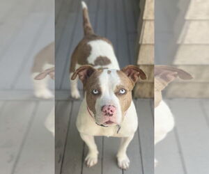 Bulldog-Unknown Mix Dogs for adoption in Wakefield, RI, USA