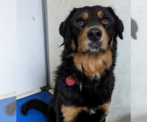 Australian Shepherd-Rottweiler Mix Dogs for adoption in El Cajon, CA, USA