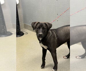 Labrador Retriever-Unknown Mix Dogs for adoption in Las Vegas, NV, USA