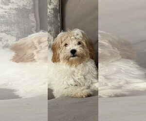 Cavalier King Charles Spaniel Dogs for adoption in Wheaton, IL, USA