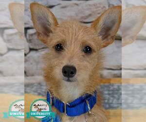 Chihuahua-Unknown Mix Dogs for adoption in Kennesaw, GA, USA