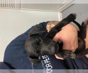 Dorgi Dogs for adoption in Troy, IL, USA