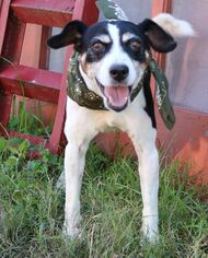 Jack-Rat Terrier Dogs for adoption in Bandera, TX, USA
