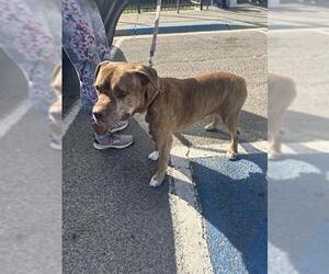 American Pit Bull Terrier Dogs for adoption in Stockton, CA, USA