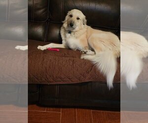 Great Pyrenees-Unknown Mix Dogs for adoption in Cushing, OK, USA