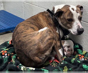 Greyhound-Unknown Mix Dogs for adoption in Olathe, KS, USA