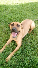 Rhodesian Ridgeback Dogs for adoption in Weston, FL, USA