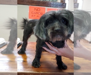 Hava-Apso Dogs for adoption in REDDING, CA, USA