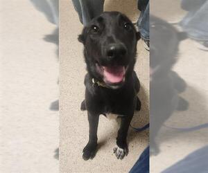 Shepradors Dogs for adoption in Bakersfield, CA, USA