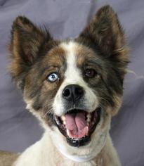 Australian Shepherd-Unknown Mix Dogs for adoption in Modesto, CA, USA