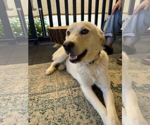 Medium Photo #3 Golden Labrador Puppy For Sale in Lake Elsinore, CA, USA