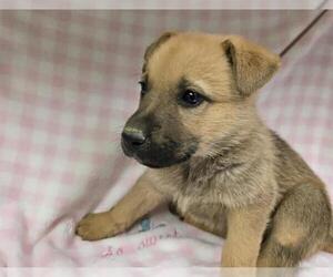 German Shepherd Dog-Unknown Mix Dogs for adoption in HESPERIA, CA, USA
