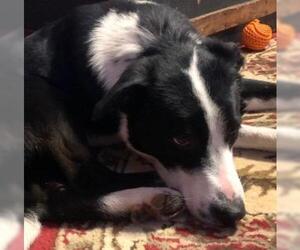 Border Collie Dogs for adoption in Claremore, OK, USA