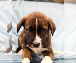 Mutt Dogs for adoption in Thief River Falls, MN, USA