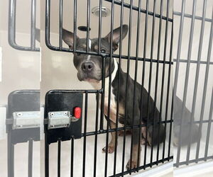 American Pit Bull Terrier-Unknown Mix Dogs for adoption in Virginia Beach, VA, USA