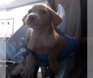 American Pit Bull Terrier-Unknown Mix Dogs for adoption in Tallahassee, FL, USA
