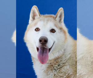 Siberian Husky Dogs for adoption in Pasadena, CA, USA