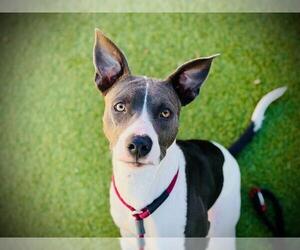 American Pit Bull Terrier Dogs for adoption in Orlando, FL, USA