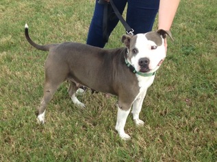 American Staffordshire Terrier-Unknown Mix Dogs for adoption in Houston, TX, USA