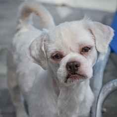 Medium Photo #1 Shih Tzu Puppy For Sale in Pacolet, SC, USA
