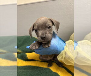 Mutt Dogs for adoption in Las Vegas, NV, USA