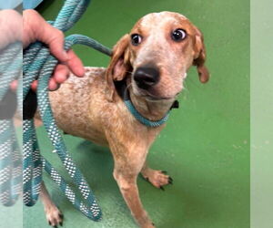 Mutt Dogs for adoption in Rustburg, VA, USA