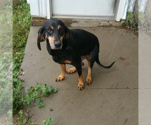 Black and Tan Coonhound Dogs for adoption in Maquoketa, IA, USA