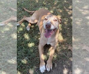 Labrador Retriever-Unknown Mix Dogs for adoption in Riverside, CA, USA
