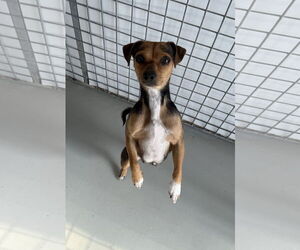 Chiweenie Dogs for adoption in Chico, CA, USA
