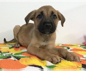 Shepradors Dogs for adoption in Phoenix , AZ, USA