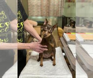 Miniature Pinscher Dogs for adoption in Benton, LA, USA