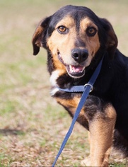 Beagle-Unknown Mix Dogs for adoption in Oxford, NC, USA