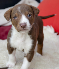 Medium Photo #1 Border-Aussie Puppy For Sale in Redding, CA, USA