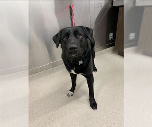 Beauceron-Labrador Retriever Mix Dogs for adoption in Fairbanks, AK, USA