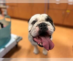 Bulldog Dogs for adoption in Martinez, CA, USA