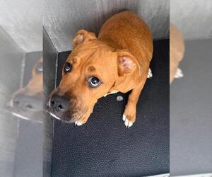 Boxer-Unknown Mix Dogs for adoption in San Antonio, TX, USA