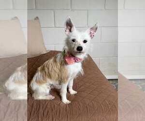 Mutt Dogs for adoption in San Leon, TX, USA