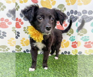 Chihuahua-Spaniel Mix Dogs for adoption in Corona, CA, USA