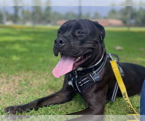 Bullmastiff-Unknown Mix Dogs for adoption in Pasadena, CA, USA