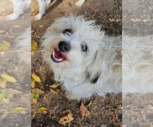 Maltese-Unknown Mix Dogs for adoption in Santa Rosa, CA, USA