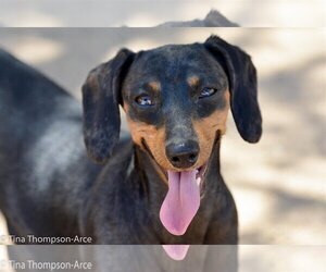 Dachshund Dogs for adoption in Hesperia, CA, USA