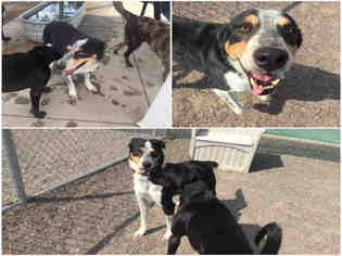 Border-Aussie Dogs for adoption in Brighton, CO, USA