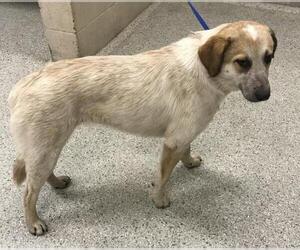 Mutt Dogs for adoption in Conroe, TX, USA