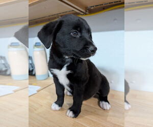 Mutt Dogs for adoption in Chinook, MT, USA